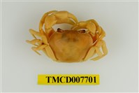 藏品(扁足澤蟹)的圖片